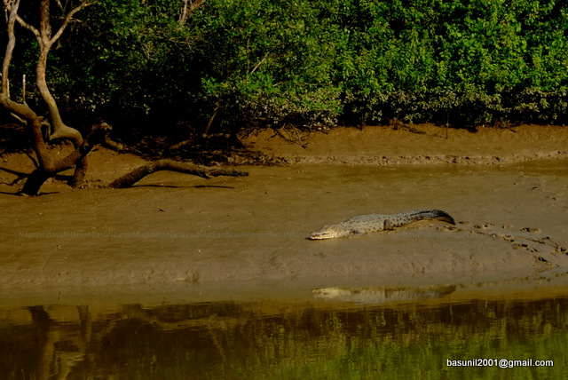 Crocodiles of Bhitarkanika